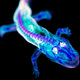 Illustration for article titled These psychedelic animal specimens are unlike anything youve ever seen